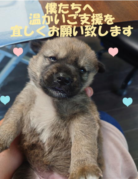 ﾟ ﾟ O 青森愛犬の動物愛護活動 保護犬 保護猫さん達へ支援物資をお届け致しました O ﾟ ﾟ 青森愛犬美容専門学院 楽天ブログ