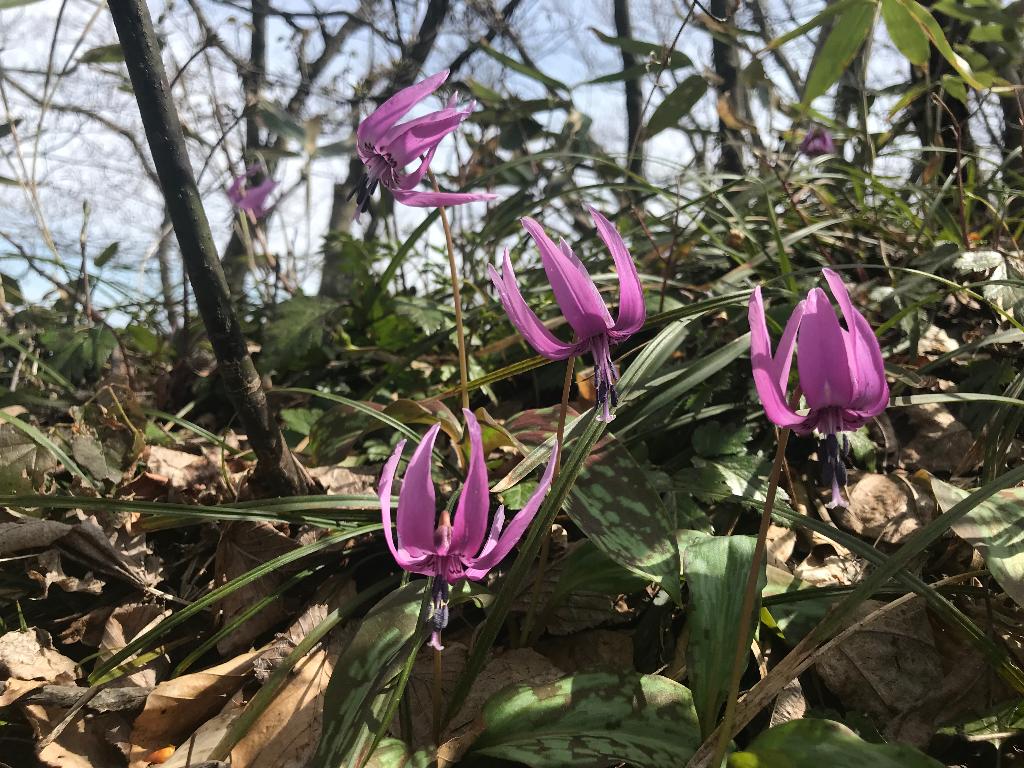 第7回醍醐山PR登山 弥彦山（やひこやま）634m（3）弥彦山の4月の花たち | 醍醐山と下部（しもべ）温泉 - 楽天ブログ