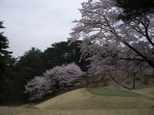 ティショット桜.JPG