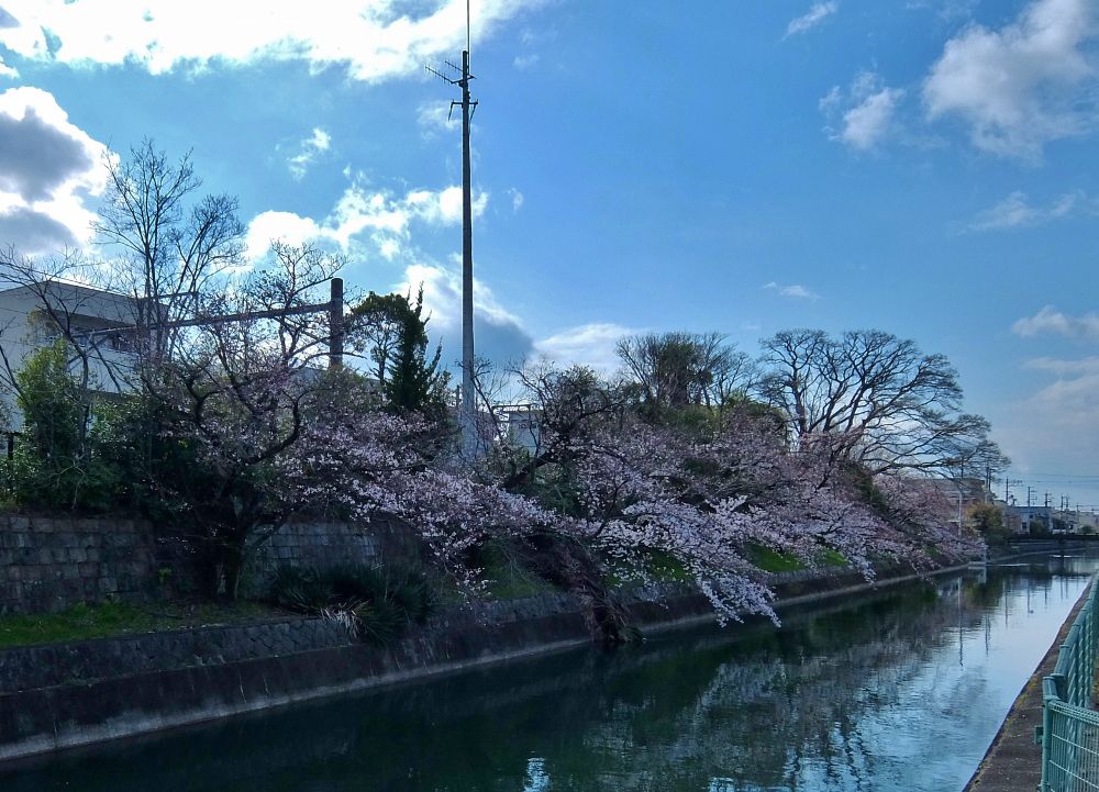 京都 桜 伏見稲荷 千本鳥居 