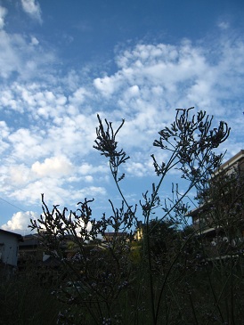 IMG_9742.JPG