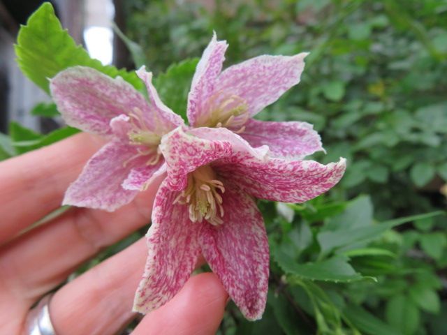 冬咲きクレマチス 日枝 と愛らしいビオラのお迎え キセキ ばぁばの薔薇の花園 楽天ブログ