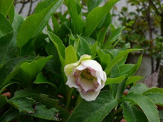 P1280455ss.jpg