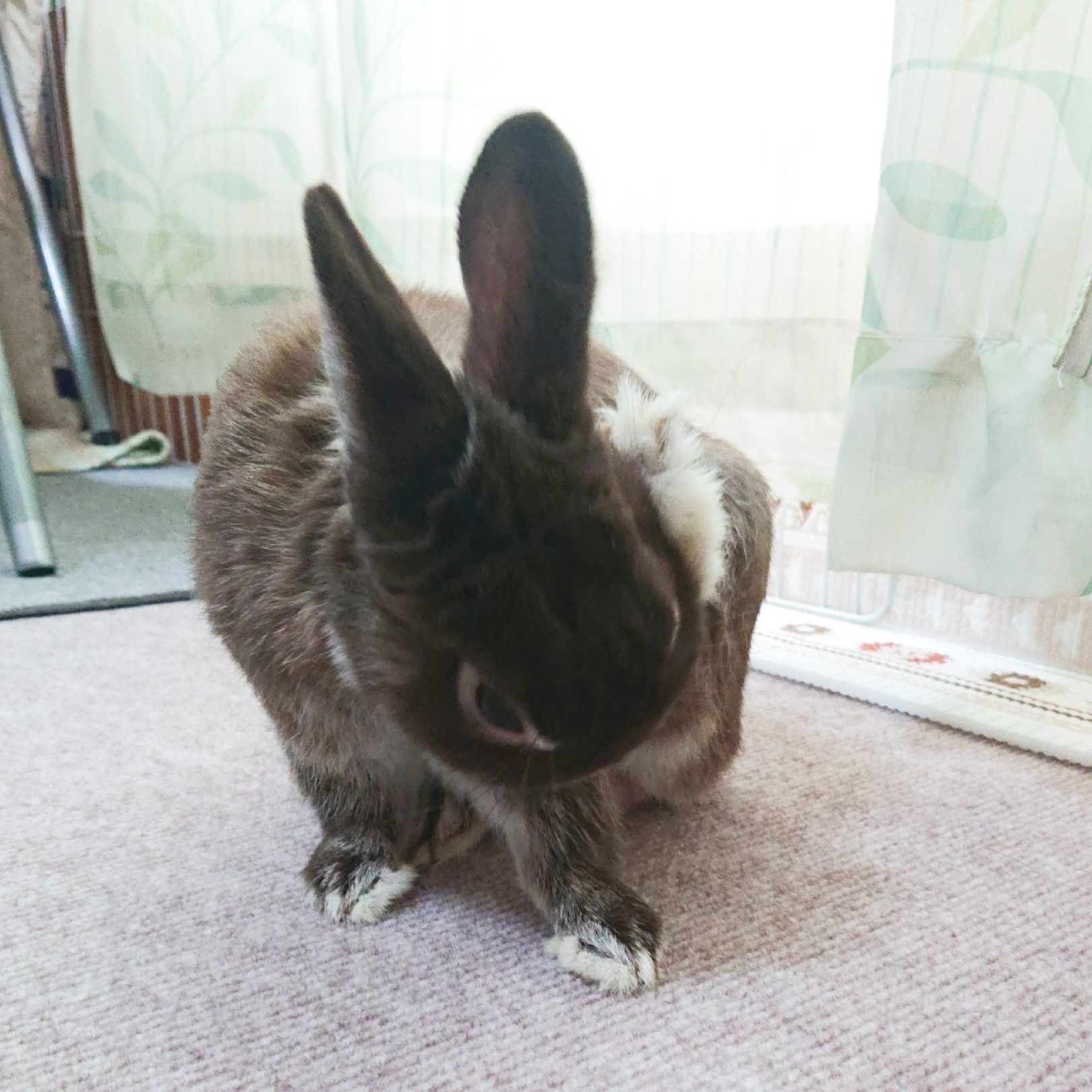 足裏もふもふ うさぎのおもちと暮らす日々 楽天ブログ