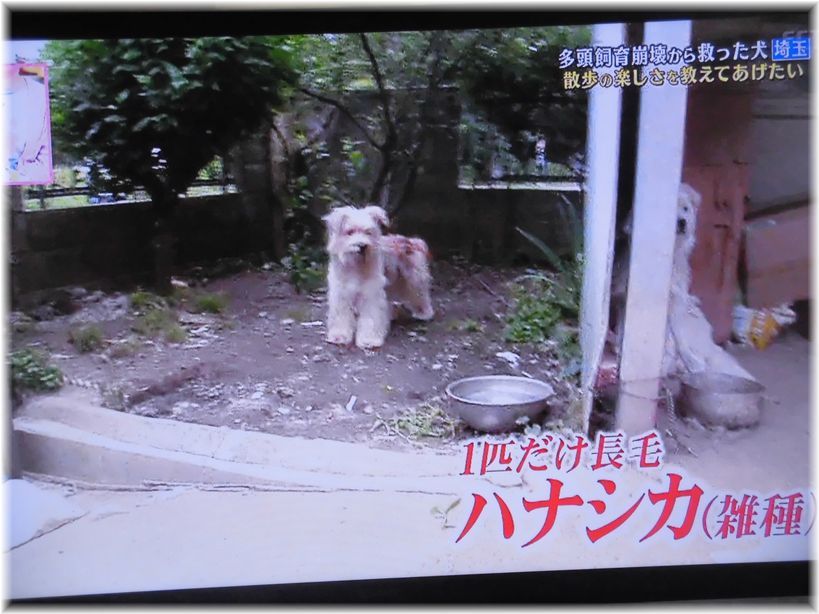 ２０日 土 の志村動物園から O Ou ェ Uヾ ﾞﾞ The Truth Of Pepper 楽天ブログ