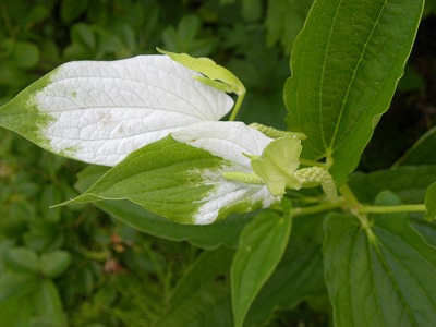 DSCN9349.jpg