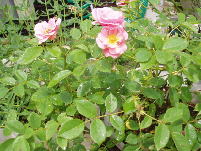 薔薇の収穫5.30.001