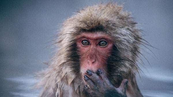 wallpaper-snow-monkey-photo-10.jpg