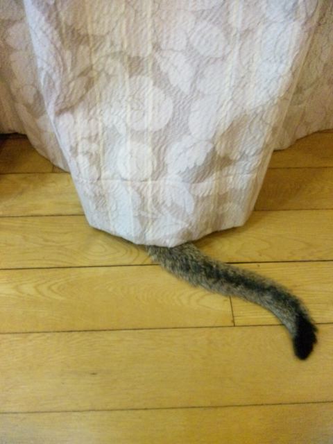 これは何だ？