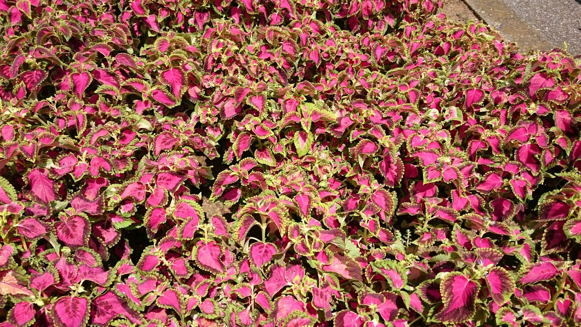 ハミングロードを花島公園までウォーキング 山への情熱 音楽への愛 楽天ブログ