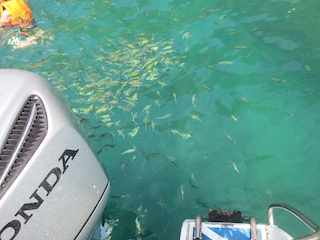 魚の群れ