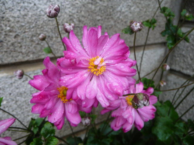 335 秋明菊