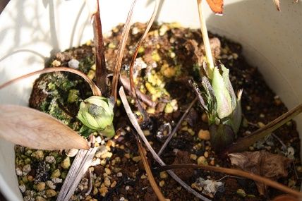 バラ、2株地植えしました！ | スローライフに憧れて