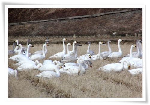 才田・ハクチョウ-5 14.12.23