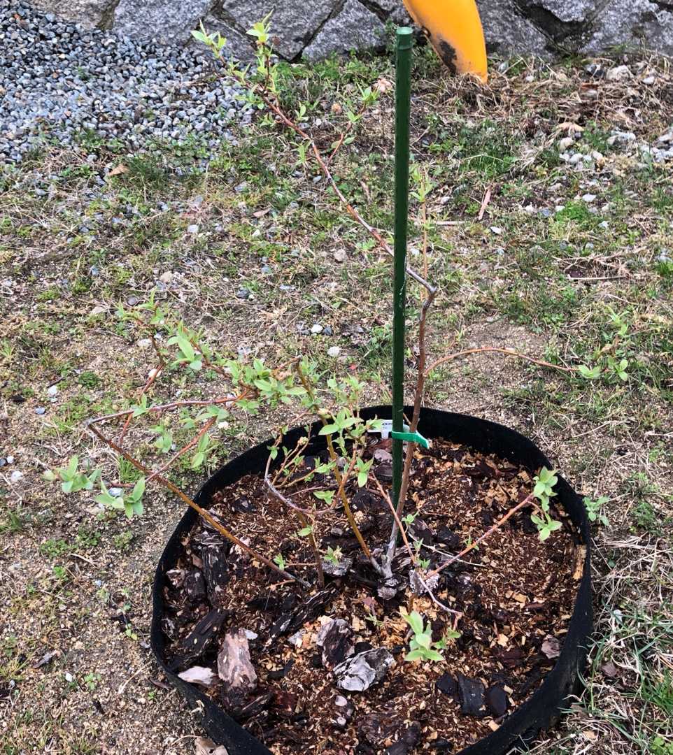 ラビットアイブルーベリー の記事一覧 ラビットアイ系 ブルーベリー栽培記録 楽天ブログ