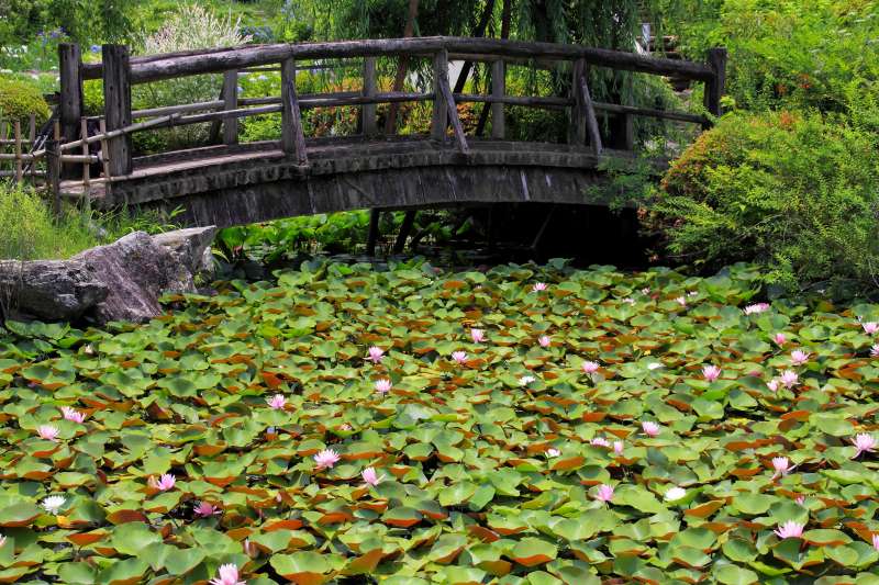 滝谷菖蒲園_004.jpg