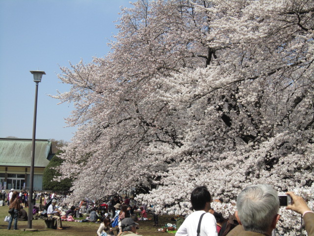 20120409花見2.jpg