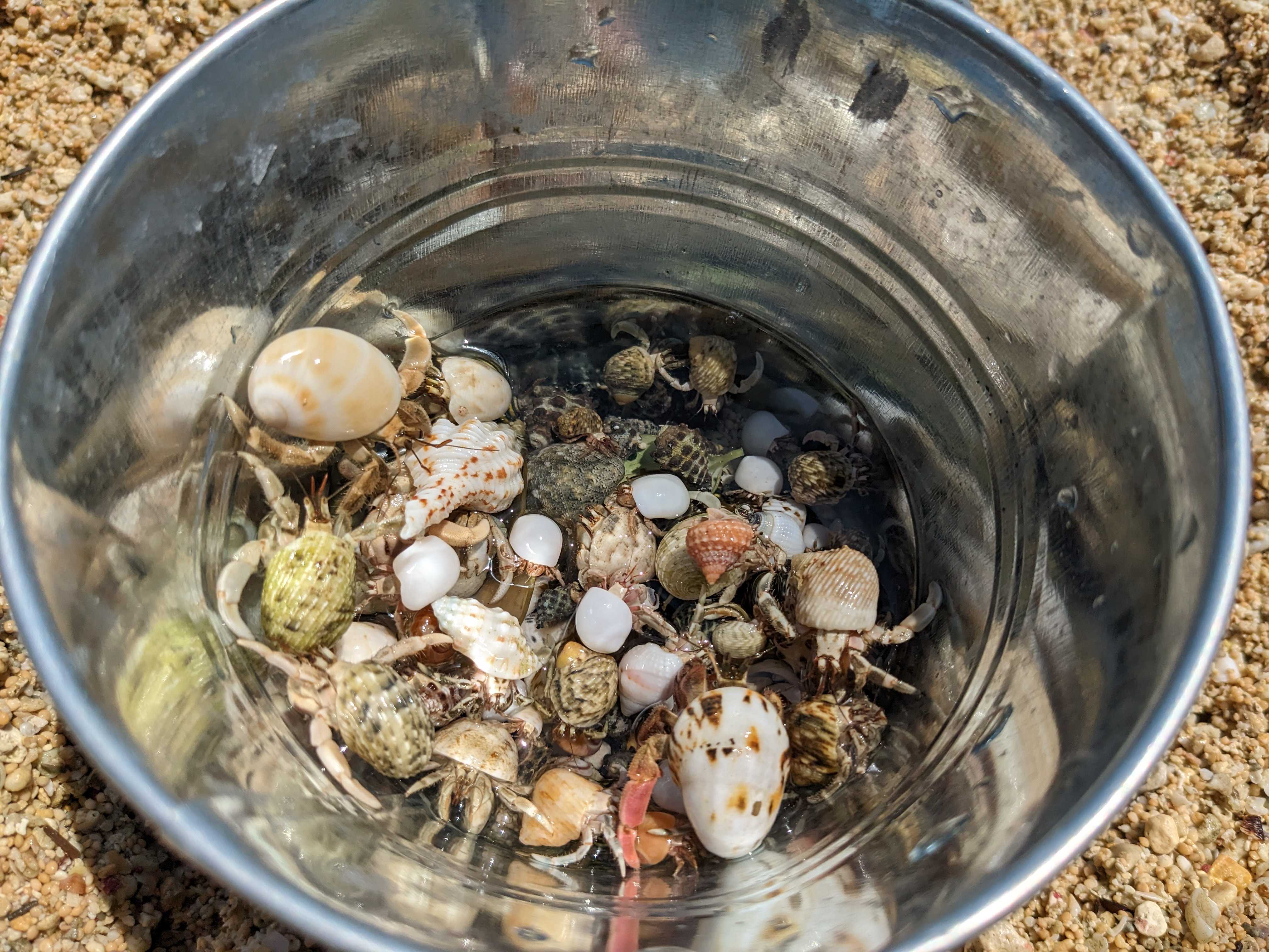 うるま市の綺麗なビーチ ウクの浜　ヤドカリが一杯いました