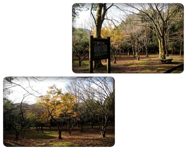 樹木公園-24 郷土の森はほとんど丸坊主 15.12.2