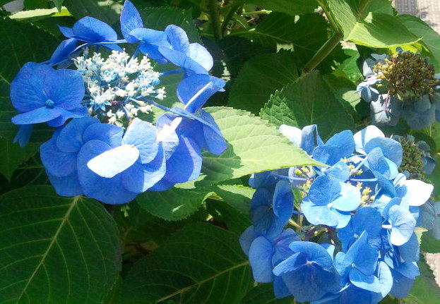 あじさい４