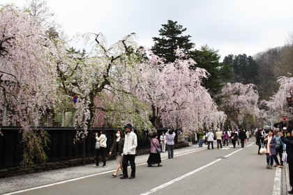 角館武家屋敷としだれ桜