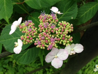 紫陽花3.JPG