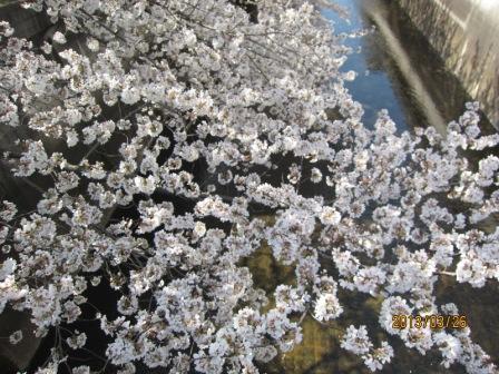 石神井川の桜２