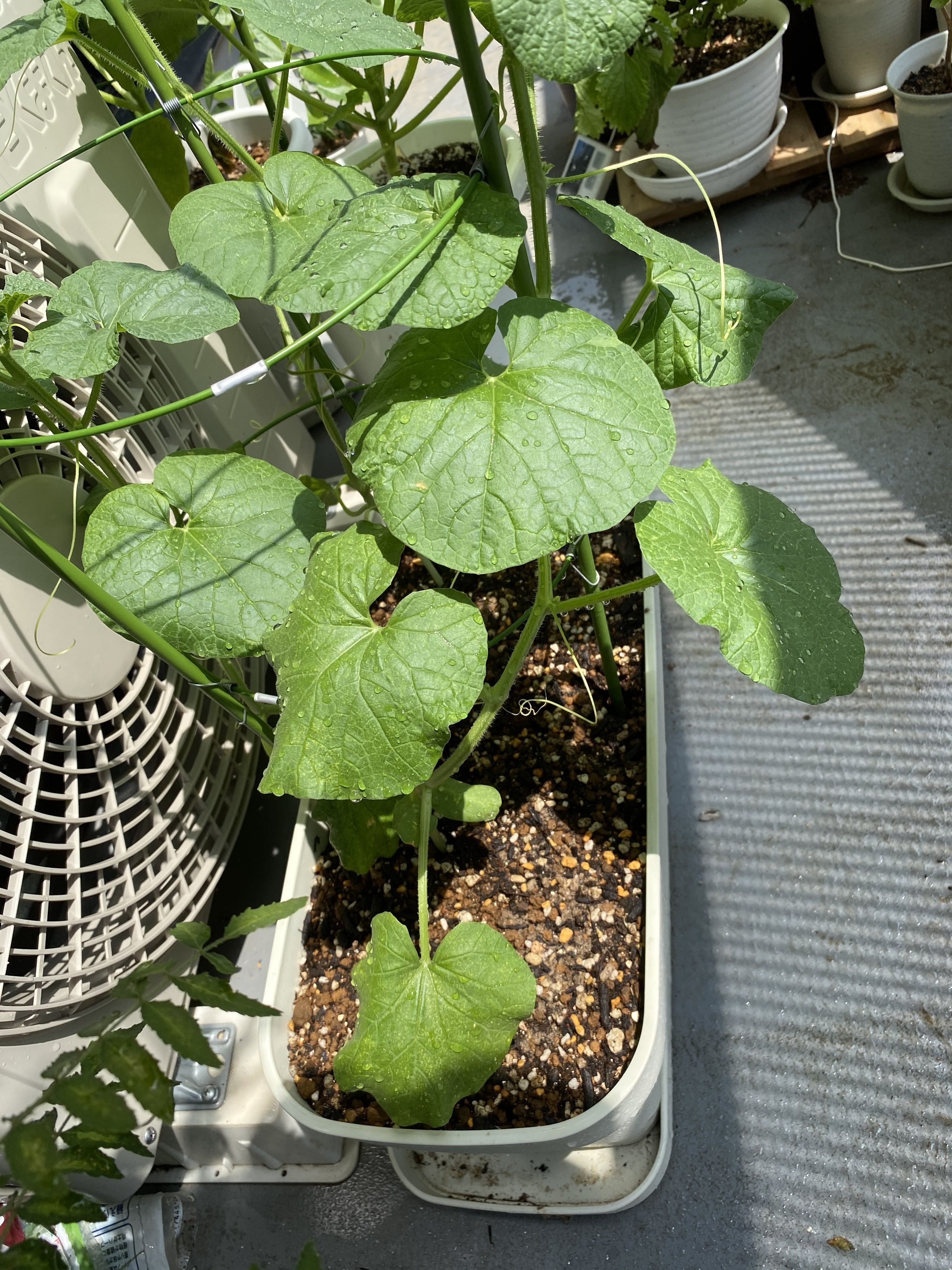 メロンの再生栽培 野菜 塊根 その他植物のブログ 楽天ブログ