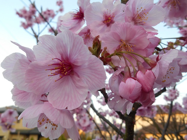 DSCN1729.JPG