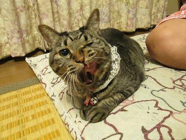 ごちそうさま