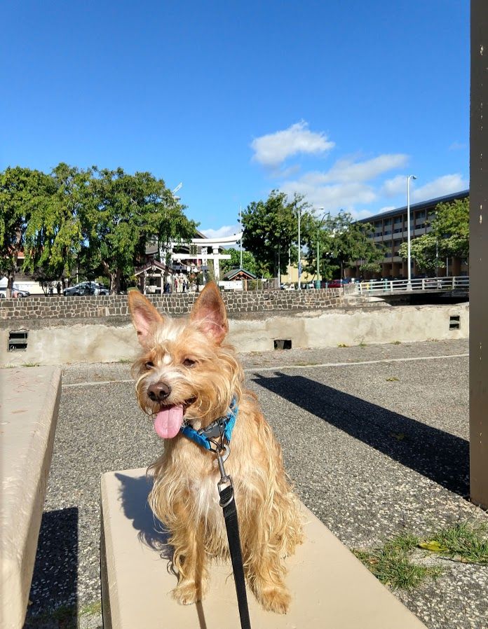 ハワイで愛犬とセミリタイア生活写真日記