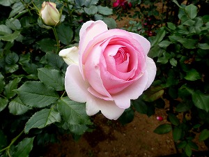 20120520(5).jpg