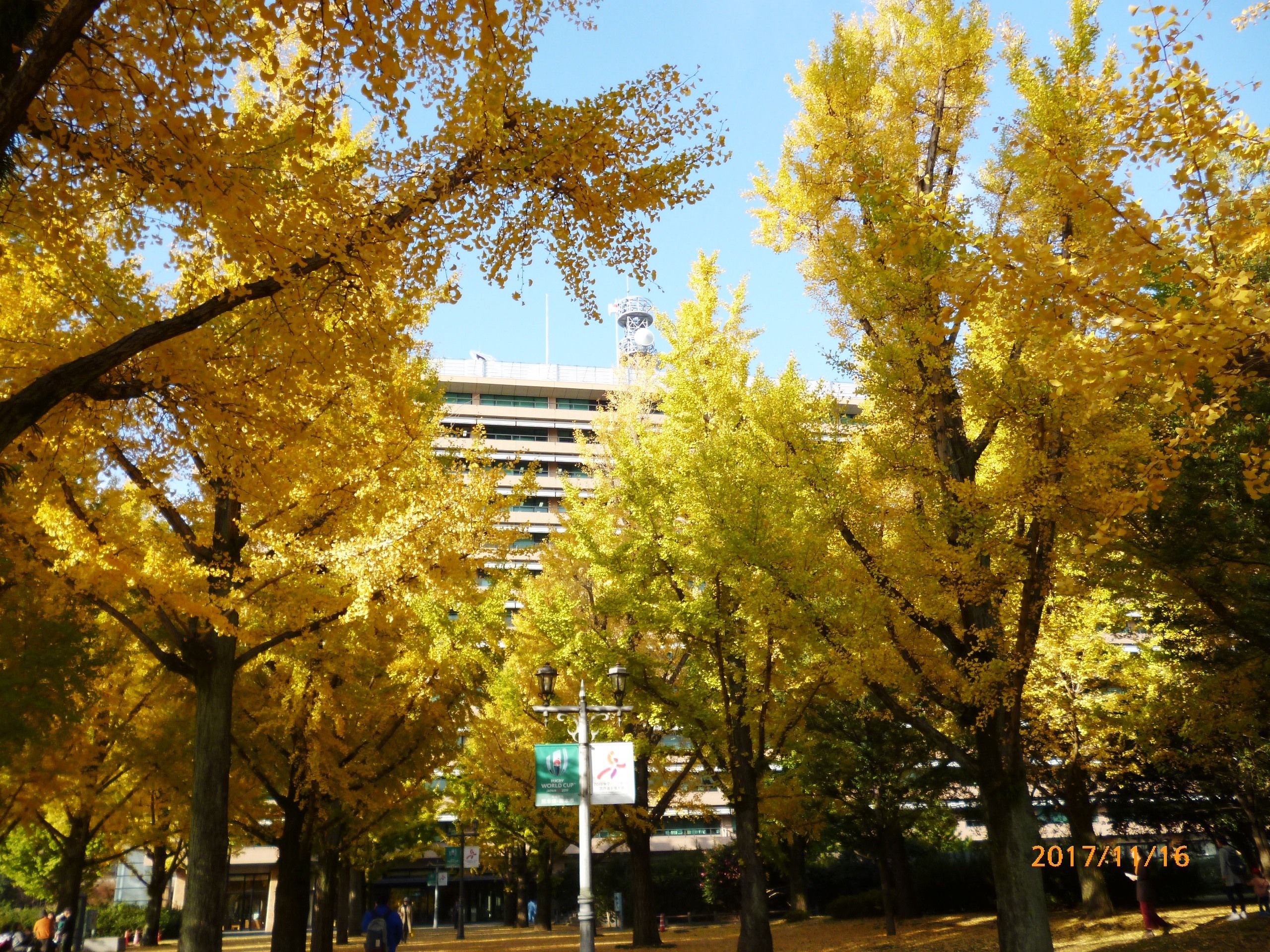 熊本県庁 銀杏並木 黄葉見物 荒尾史学会のブログ 楽天ブログ