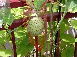 プリンスメロン