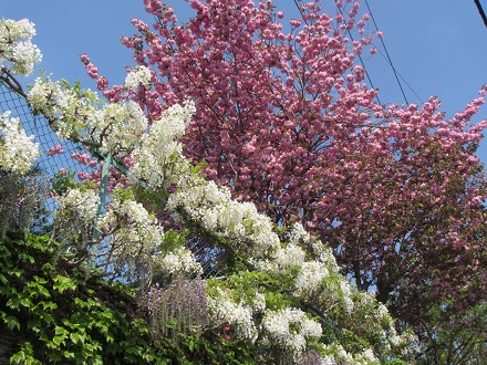 白藤と桜大.jpg