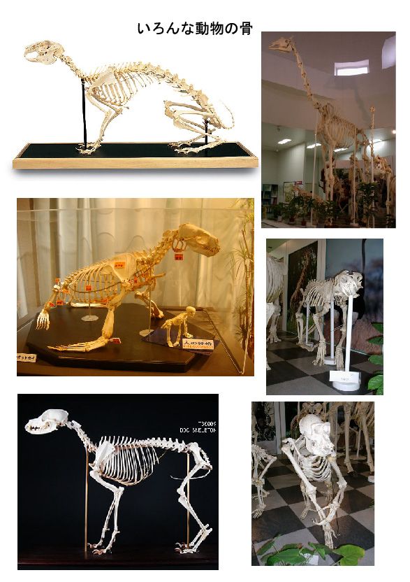 動物の骨格について 日々雑感 楽天ブログ
