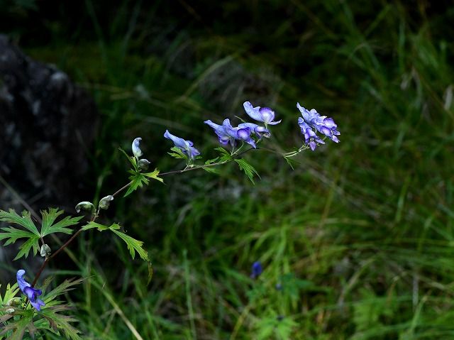 初秋の入笠山に咲く花 トリカブト トモエシオガマ コテングクワガタほか Himekyonの部屋 楽天ブログ