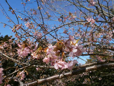 new_P2173193河津桜引き.jpg