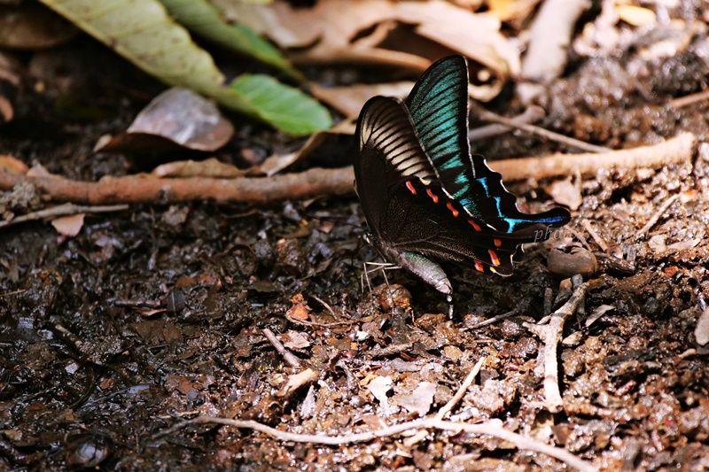 エメラルドグリーンの翅をもつ蝶カラスアゲハ夏型 | natural feeling
