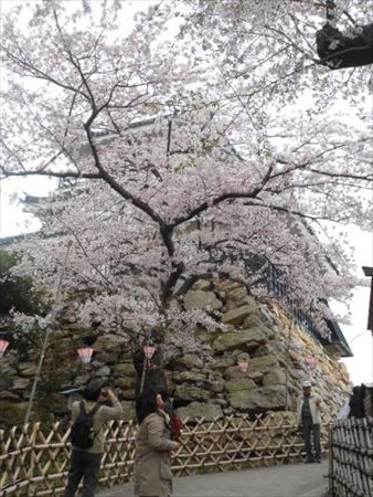 浜松城公園の桜