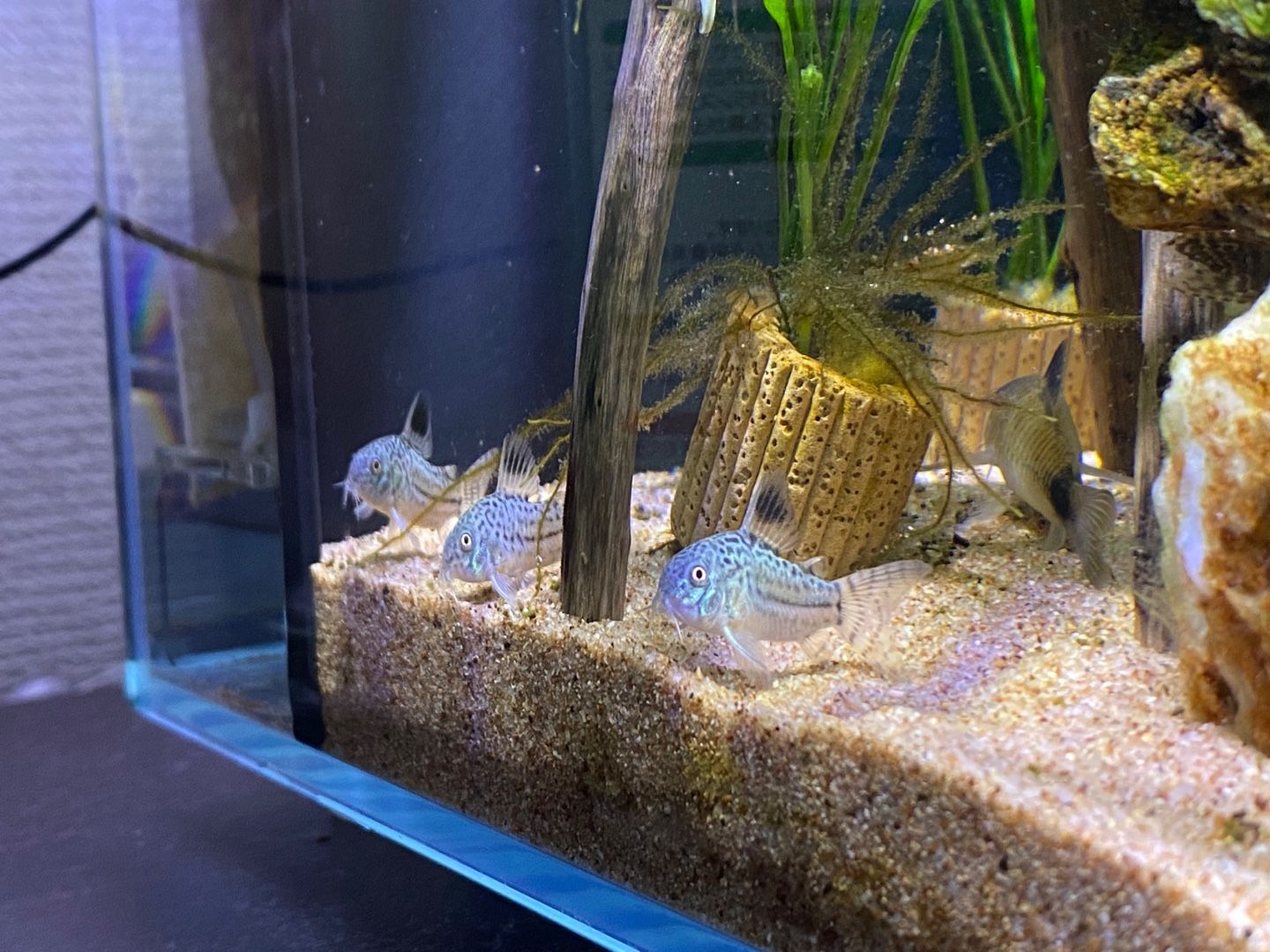 背面濾過水槽 淡水 ありえないありえる水槽を作りたい ヲカマの日記 楽天ブログ