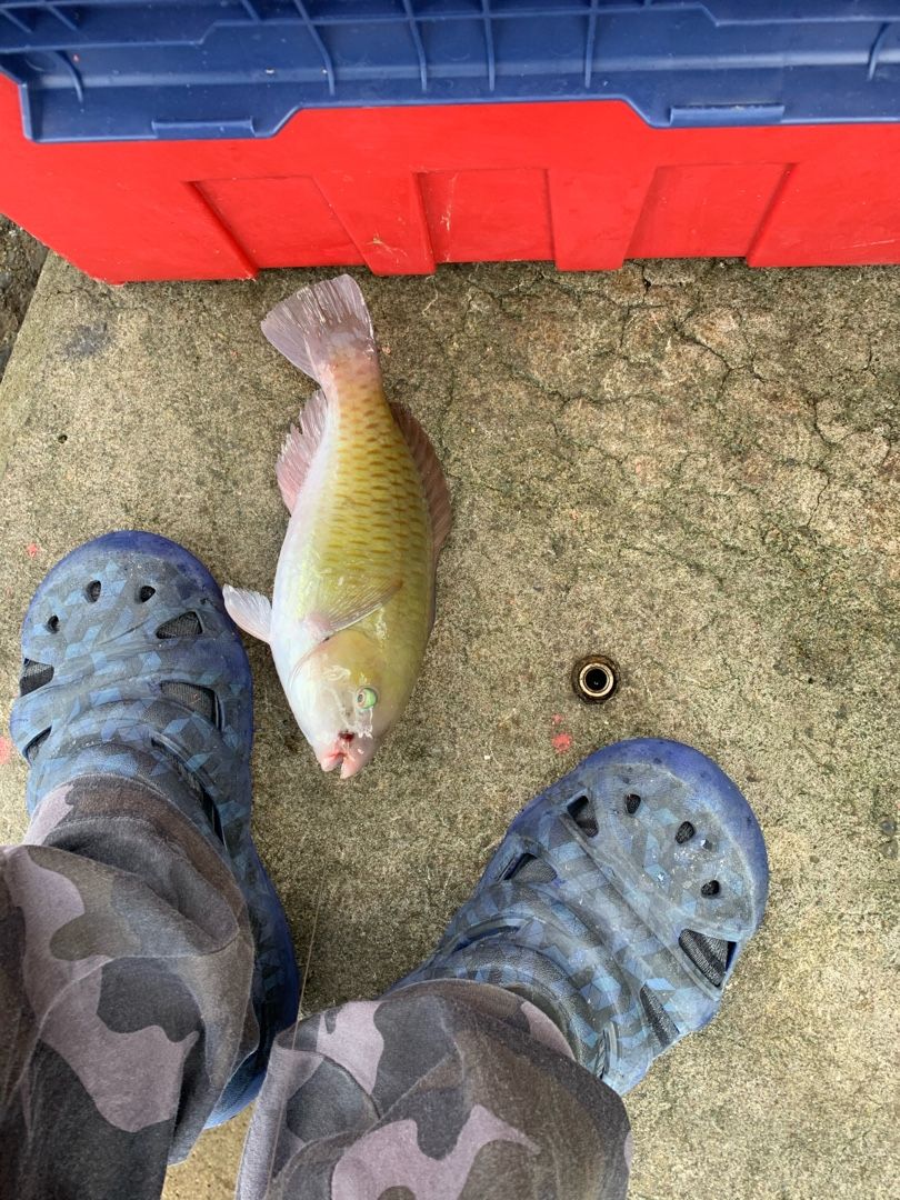 イラブチャー ブダイ 釣りやらなんやらブログ 楽天ブログ