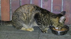 IMG_4237-13.jpg