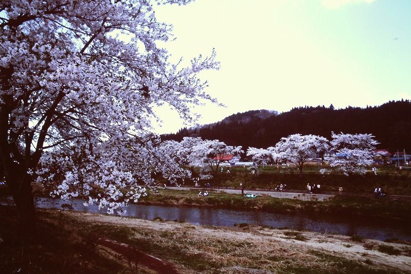 夏井千本桜 03 福島県小野町 いっぽう の旅するように生きる 楽天ブログ