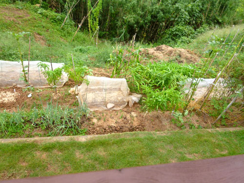 菜園全景１.jpg