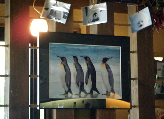南極ペンギン展♪