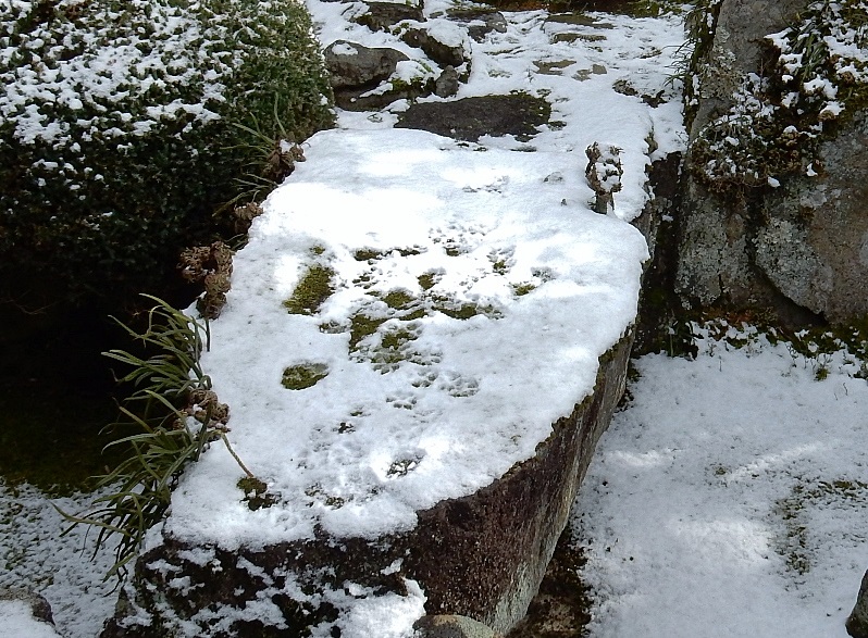 庭の雪7.JPG