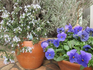 IMG_6373ss.jpg