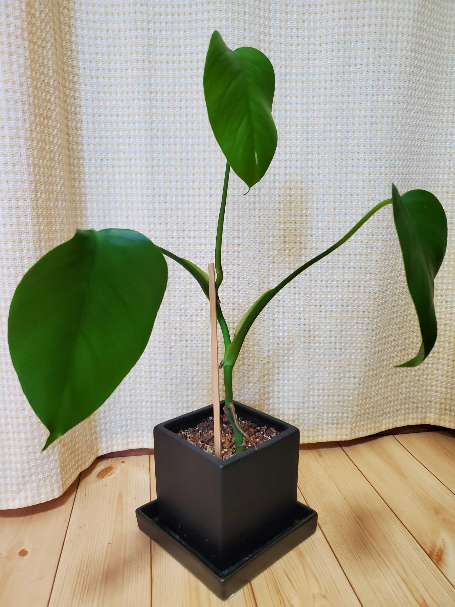 ダイソーの姫モンステラ V にこニン な生活 楽天ブログ