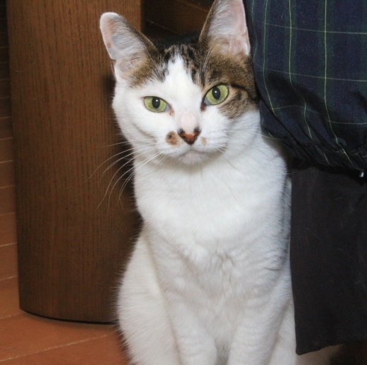 20160408ﾊﾞﾆｰ.jpg